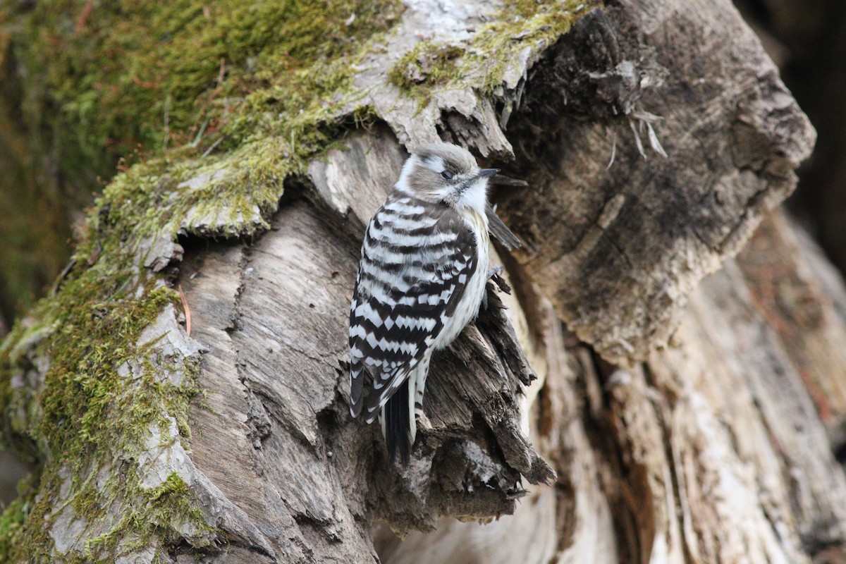 Japanese Pygmy Woodpecker - ML648348945