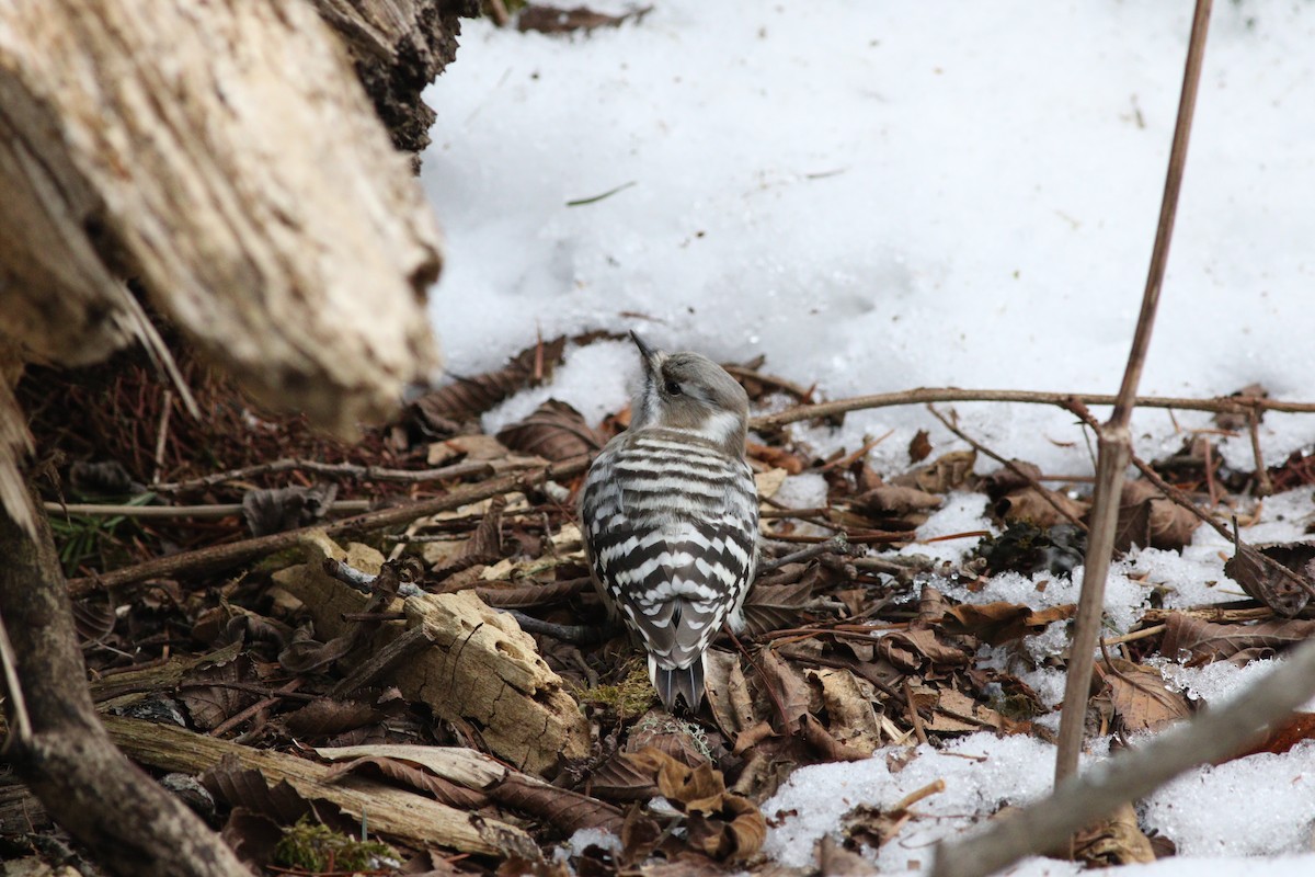 Japanese Pygmy Woodpecker - ML648348948