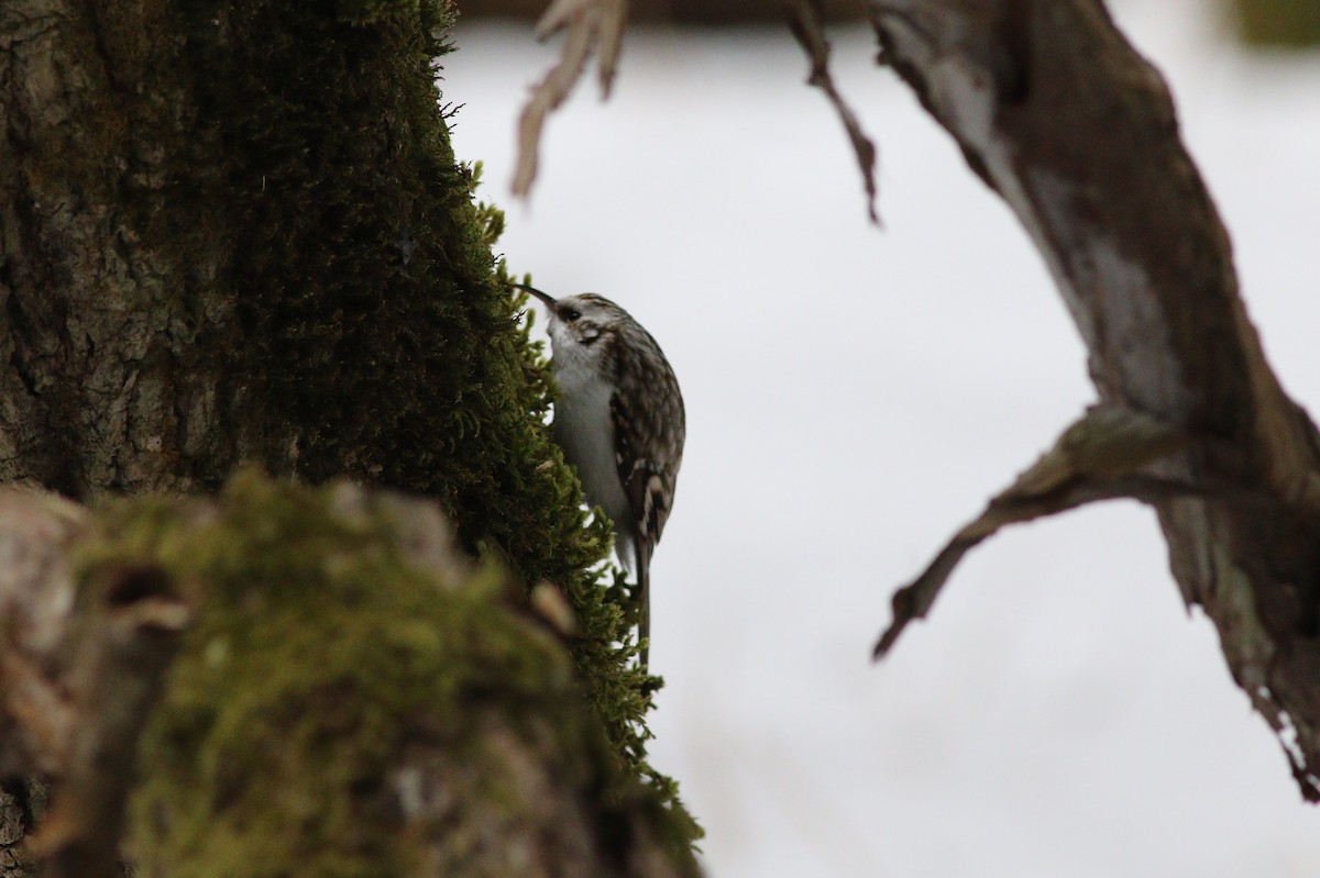טפס-עצים אירופי - ML648348956