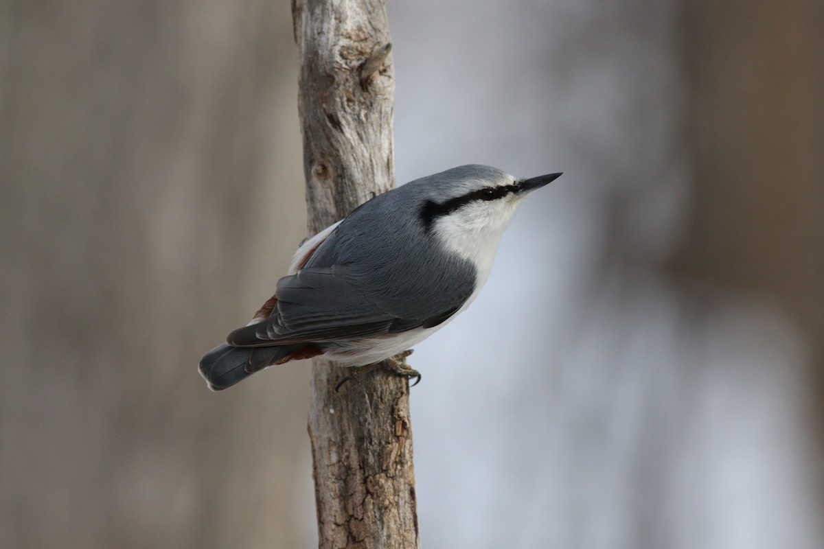 סיטה אירופית (לבנת-בטן) - ML648348960
