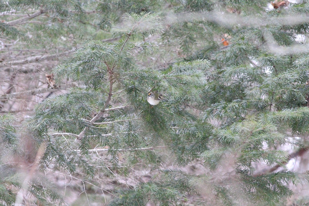 מלכילון האורנים - ML648348964