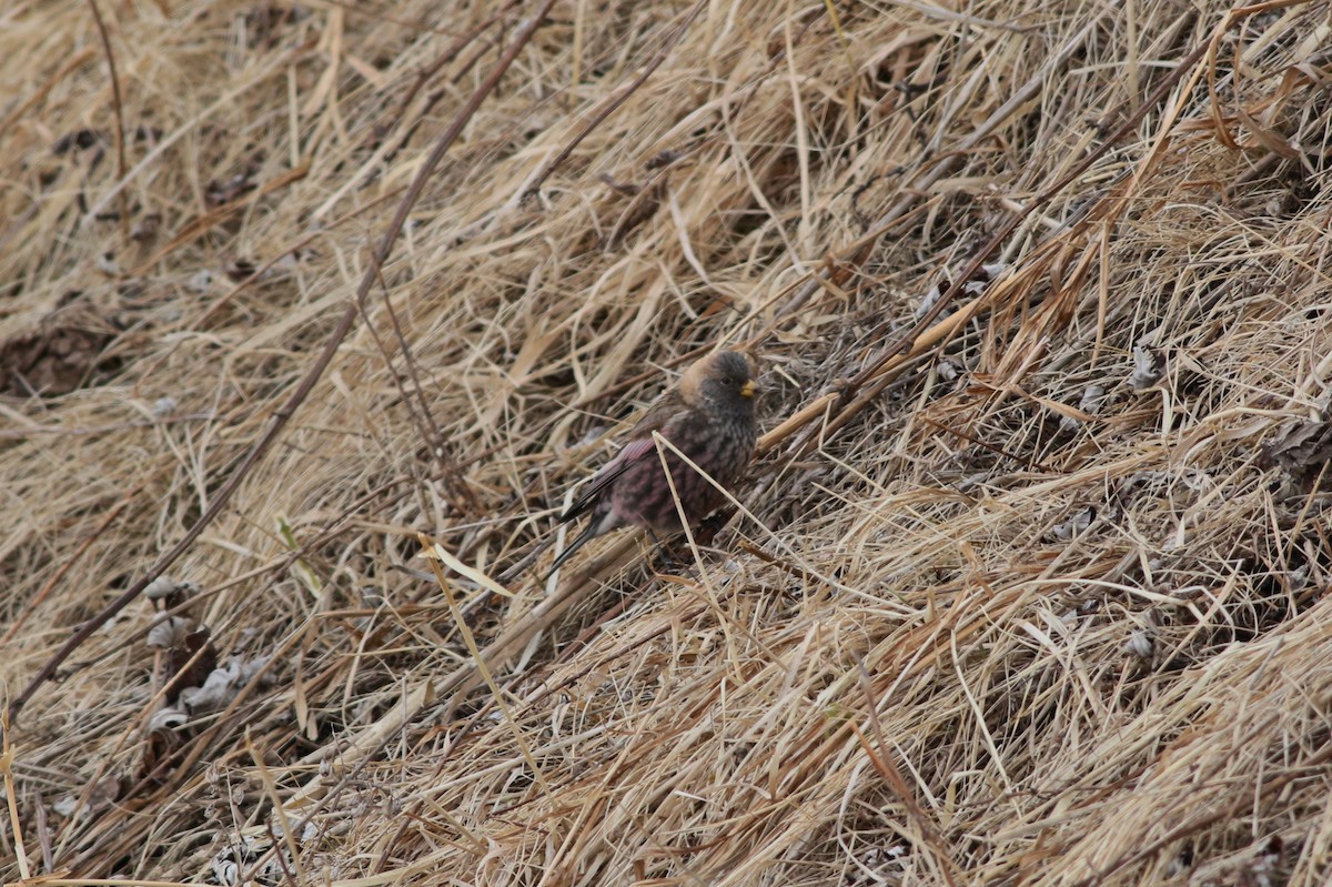 Asian Rosy-Finch - ML648349078