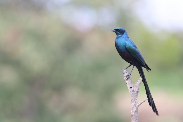 Starlings