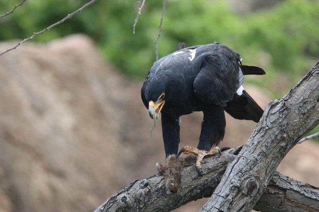 Verreaux's Eagle (Aquila verreauxii) — best photo, 2 in total