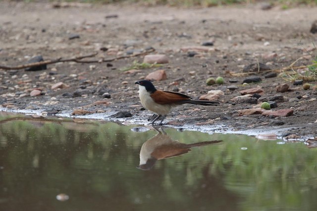 Senegal Coucal (Centropus senegalensis) — best photo, 1 in total
