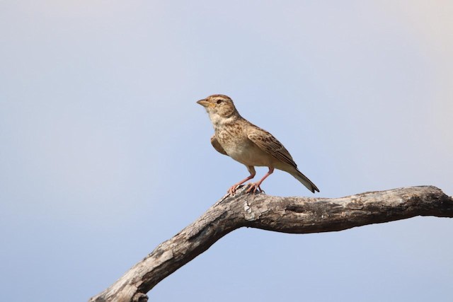 Monotonous Lark (Mirafra passerina) — best photo, 7 in total
