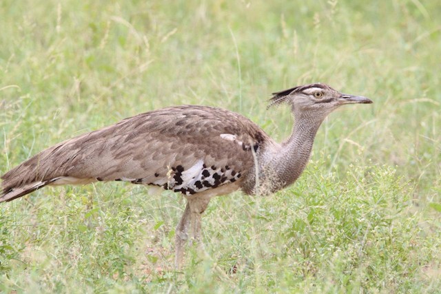 Bustards & Cranes