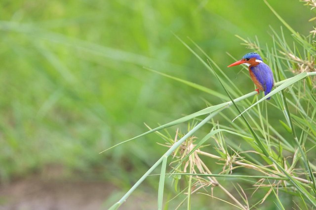 Malachite Kingfisher (Corythornis cristatus) — best photo, 1 in total