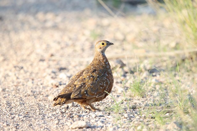 Gamebirds
