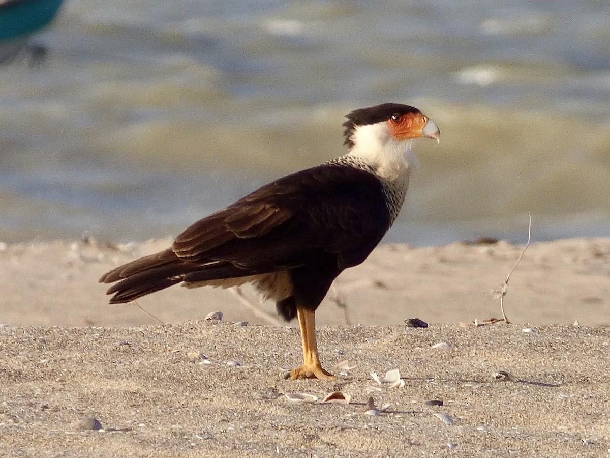 karančo jižní (ssp. cheriway) - ML648349800