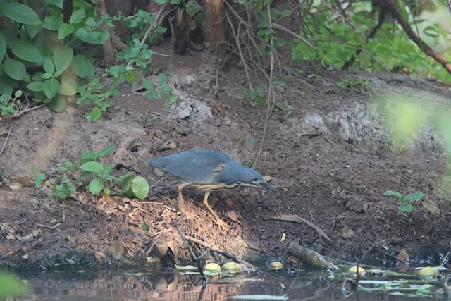 Herons, Storks & Waterbirds