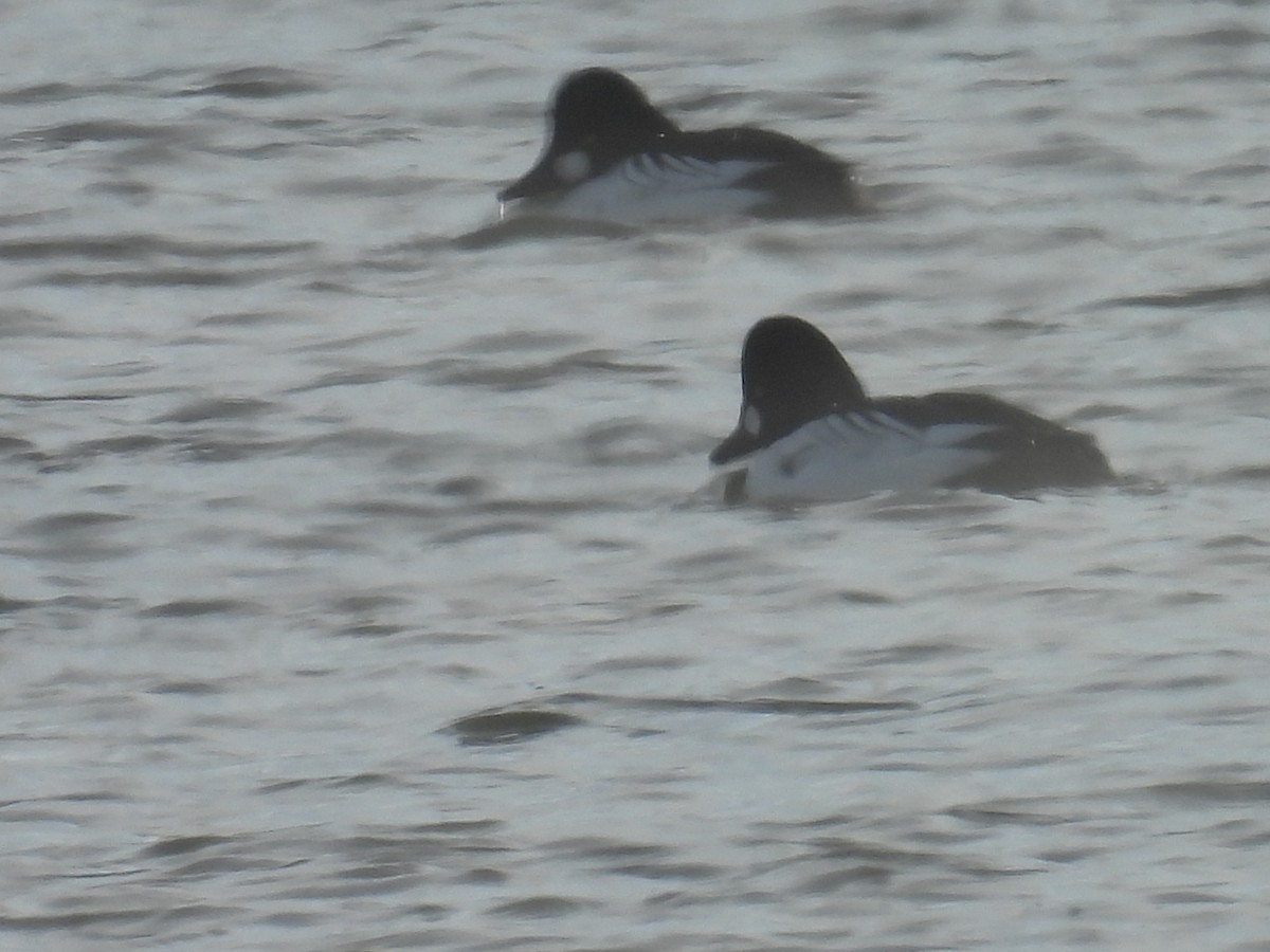 鵲鴨 - ML648350684