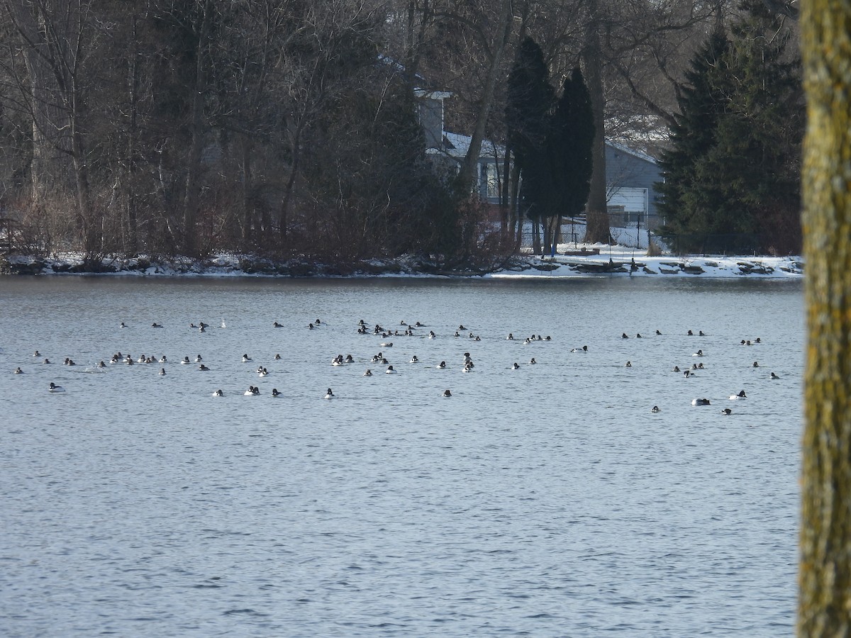 鴨亞科(鴨類) - ML648350709