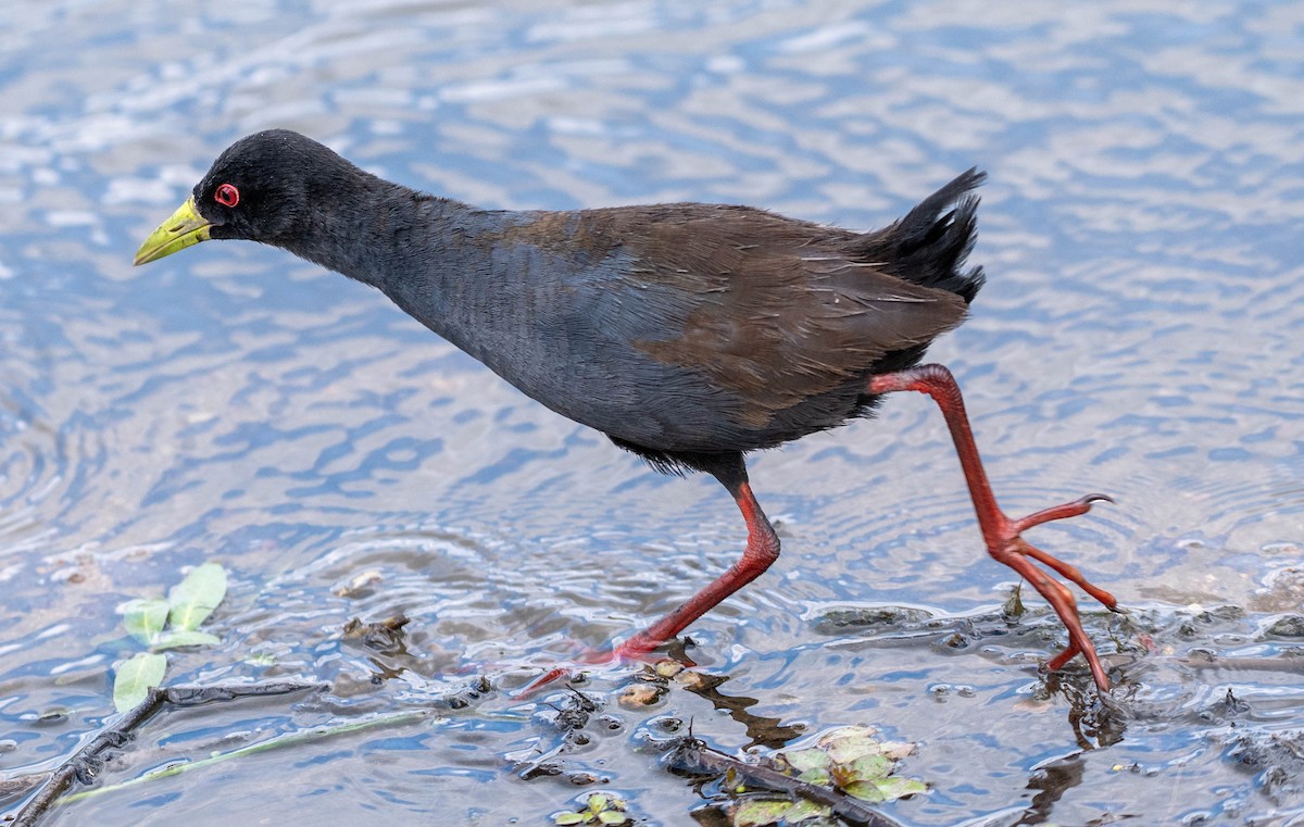 Black Crake - ML648351111