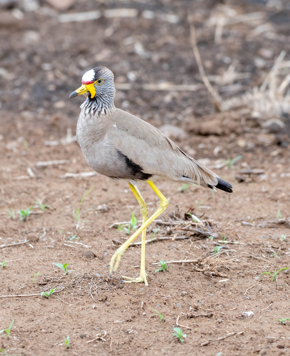 Wattled Lapwing - ML648351120