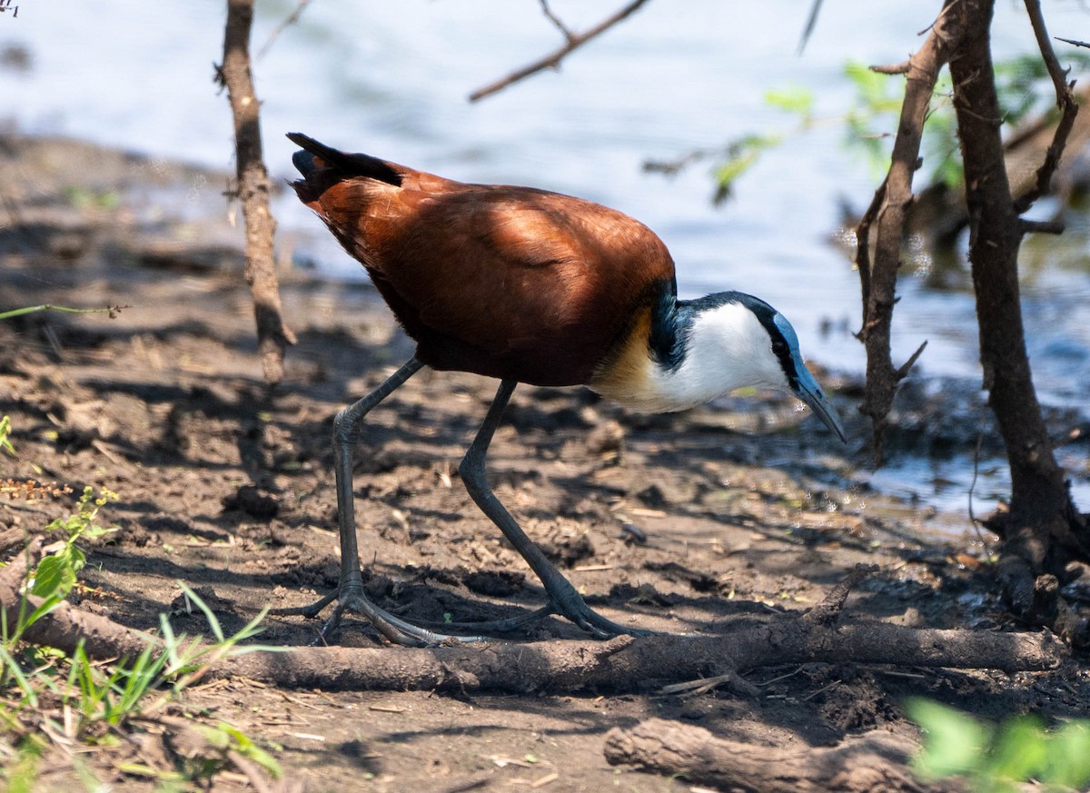 African Jacana - ML648351127