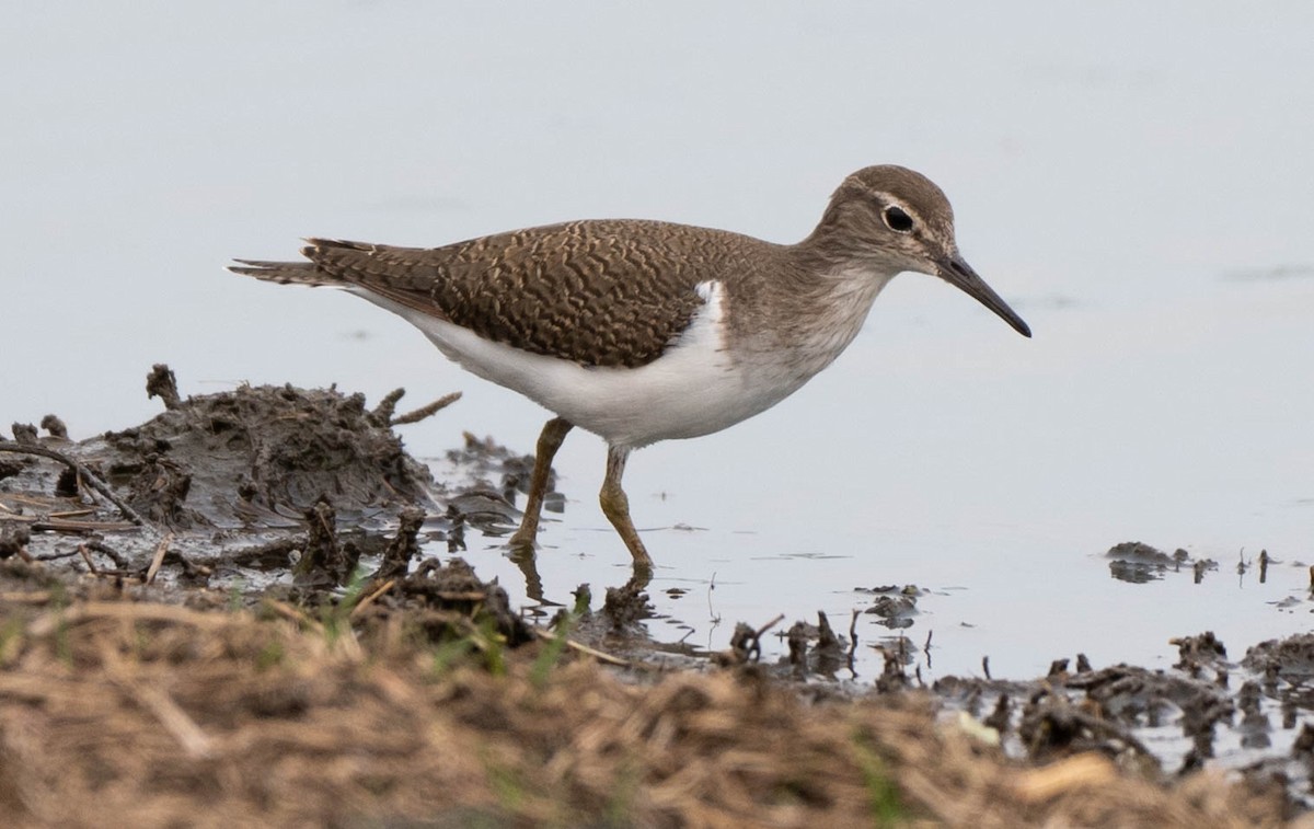 Piro piro piccolo - ML648351140