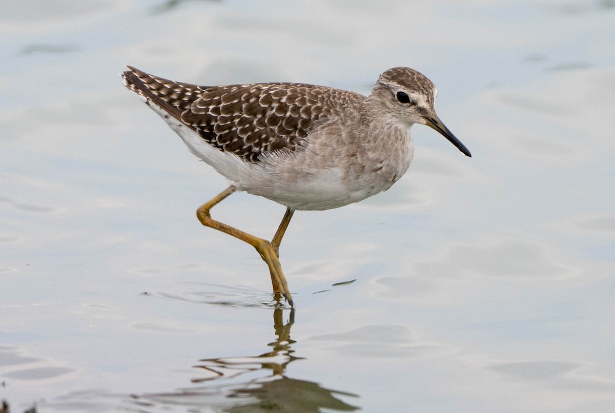 Piro piro boschereccio - ML648351151