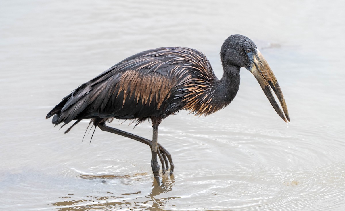 African Openbill - ML648351158