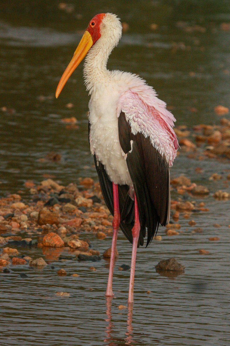 Yellow-billed Stork - ML648351161