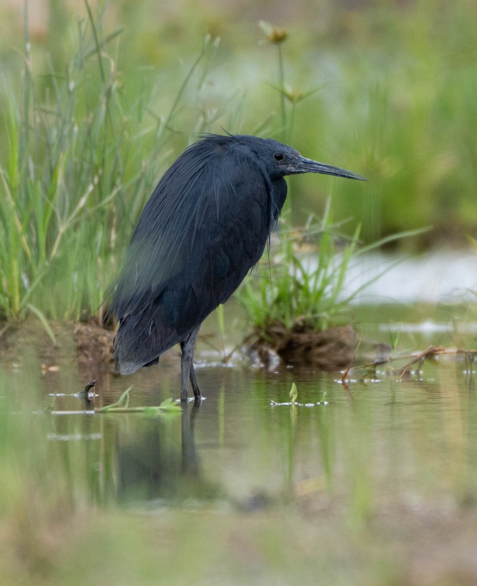 Airone ardesia - ML648351170