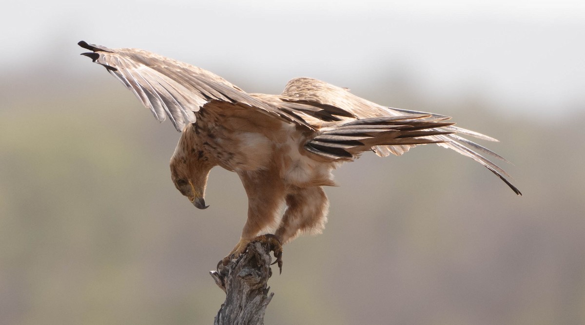 Aquila rapace - ML648351183