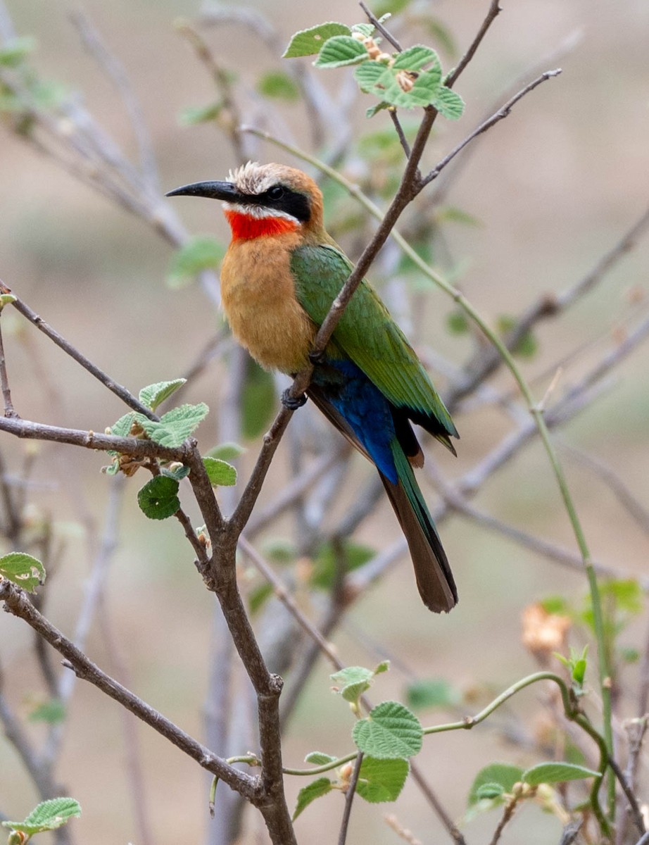 White-fronted Bee-eater - ML648351190
