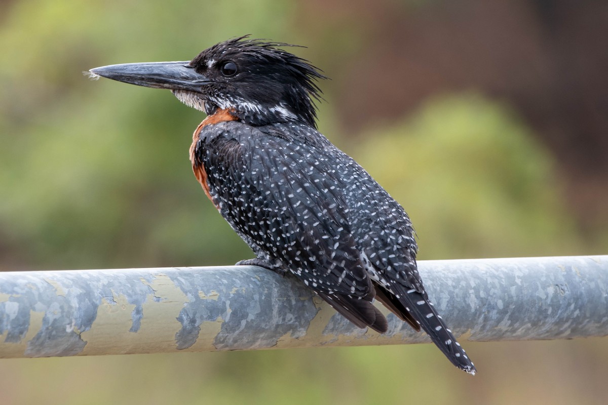 Giant Kingfisher - ML648351204