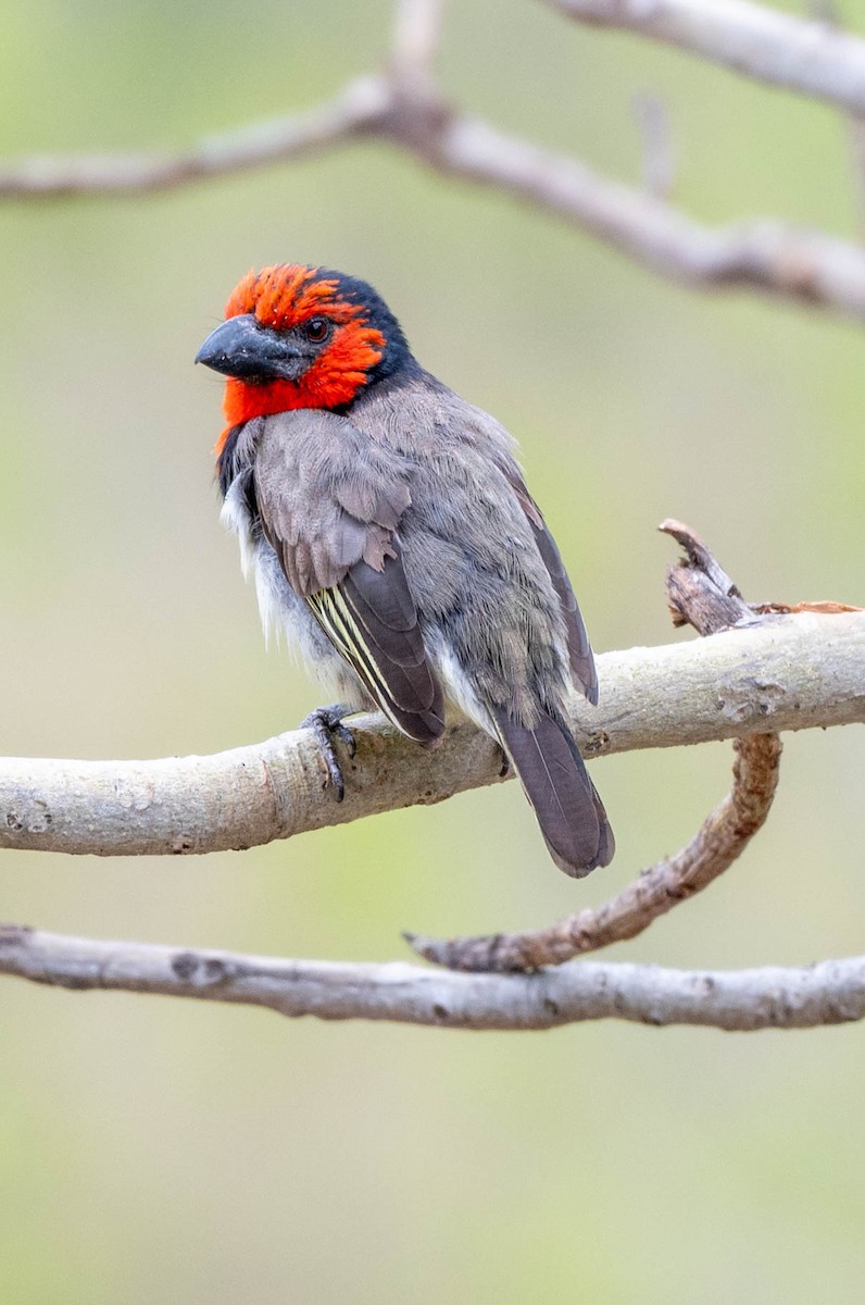 Black-collared Barbet - ML648351210