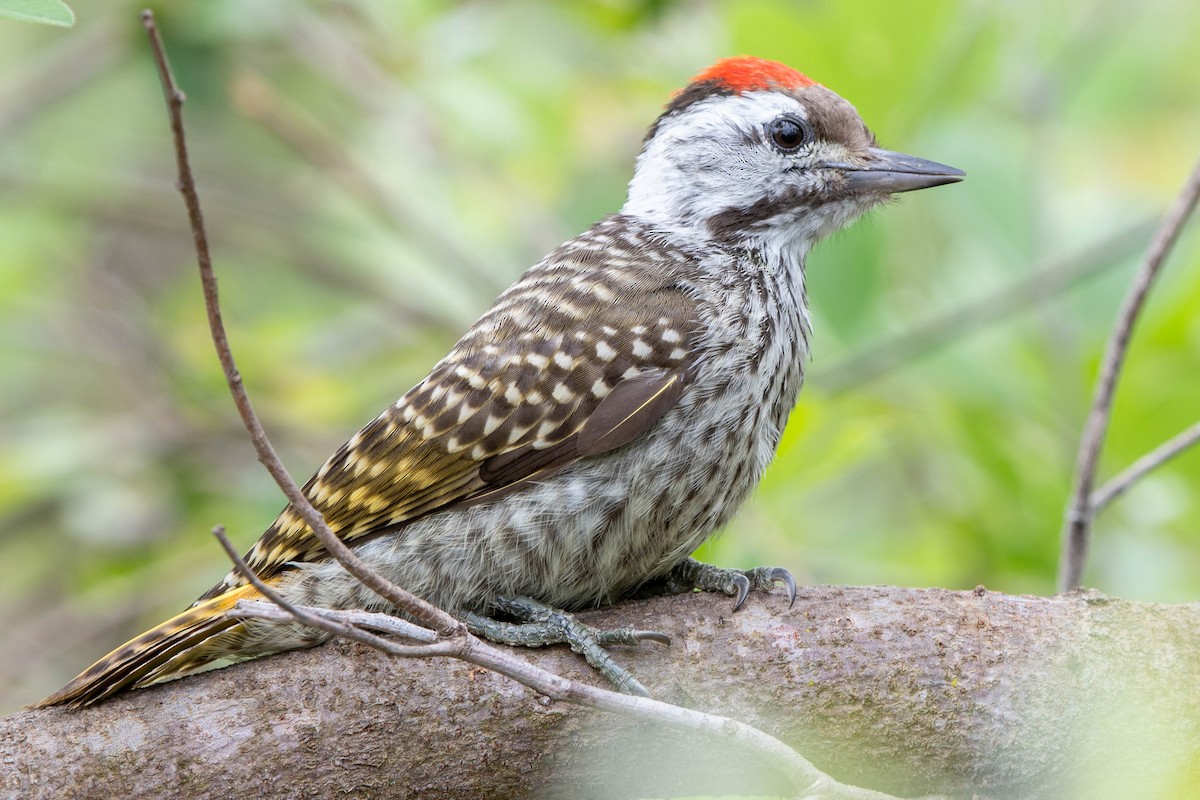 Cardinal Woodpecker - ML648351219