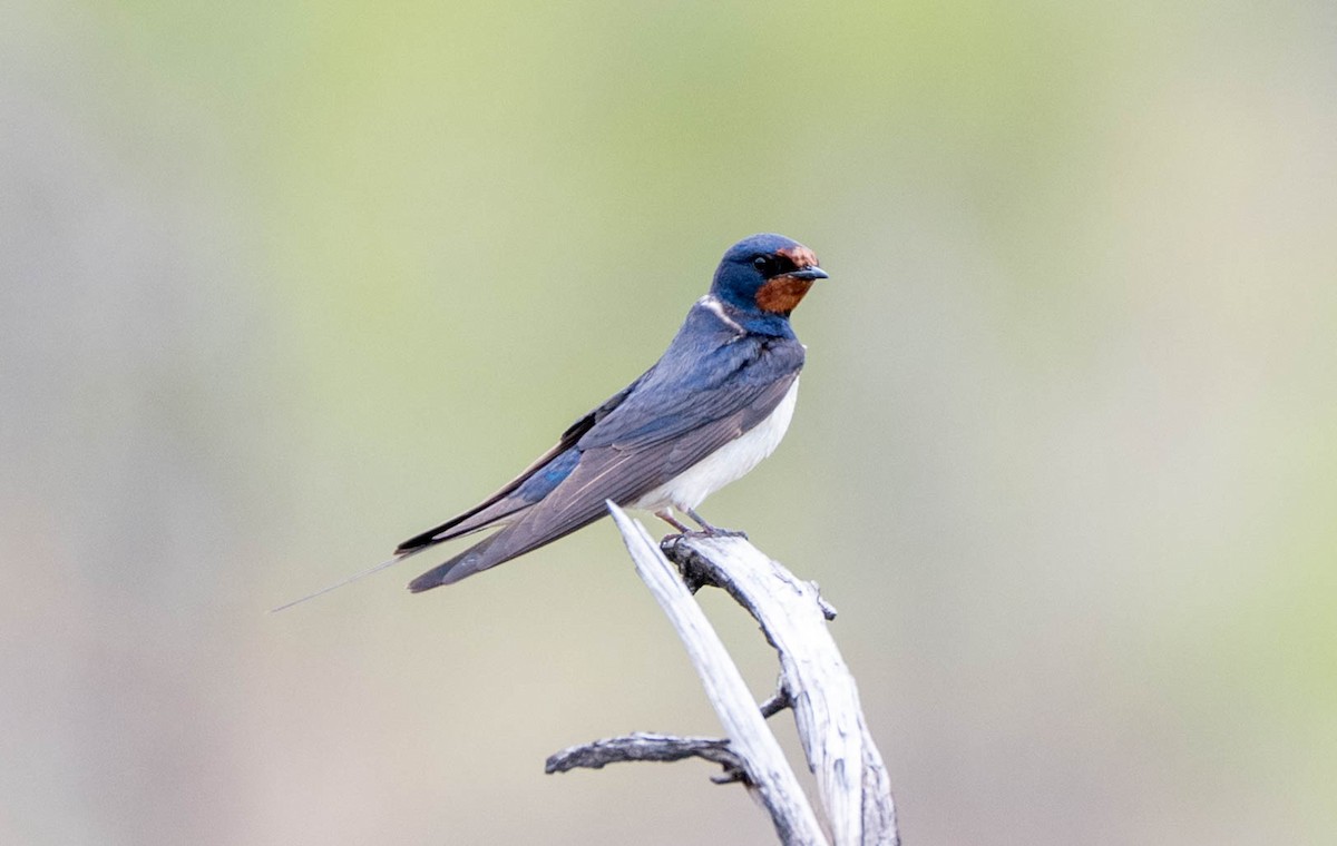 Rondine - ML648351228