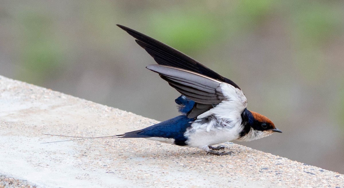 Wire-tailed Swallow - ML648351230
