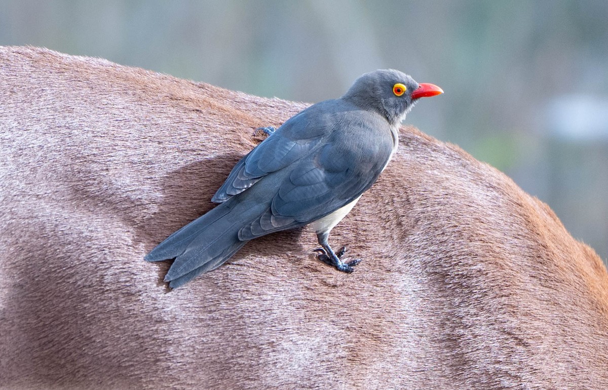 Red-billed Oxpecker - ML648351241