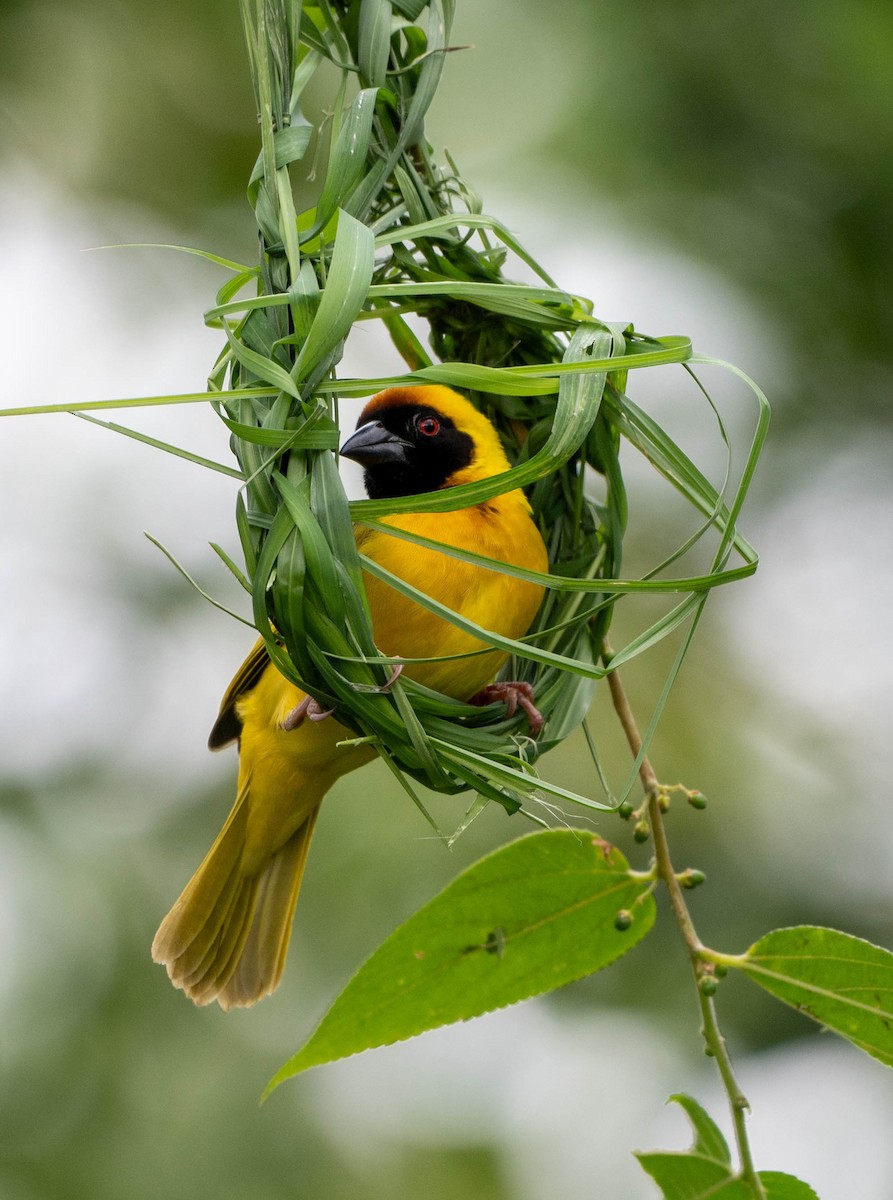 Southern Masked-Weaver - ML648351242