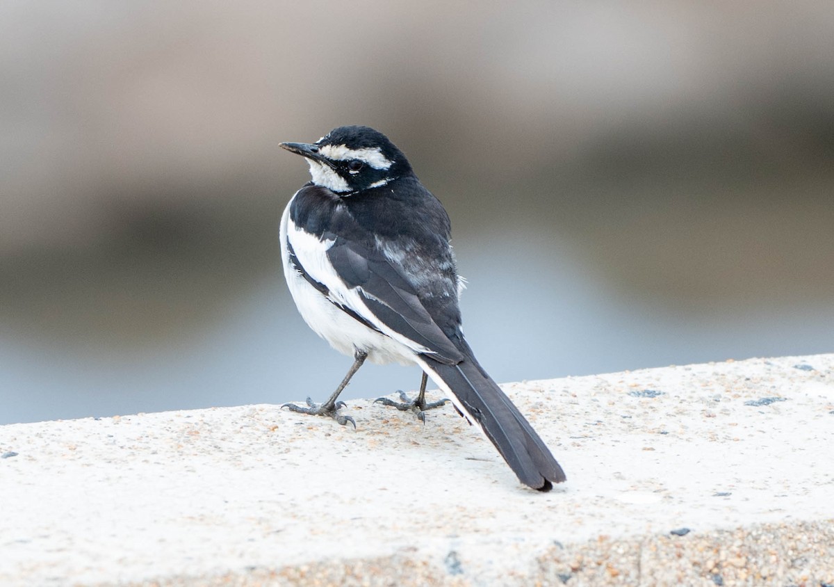 African Pied Wagtail - ML648351252