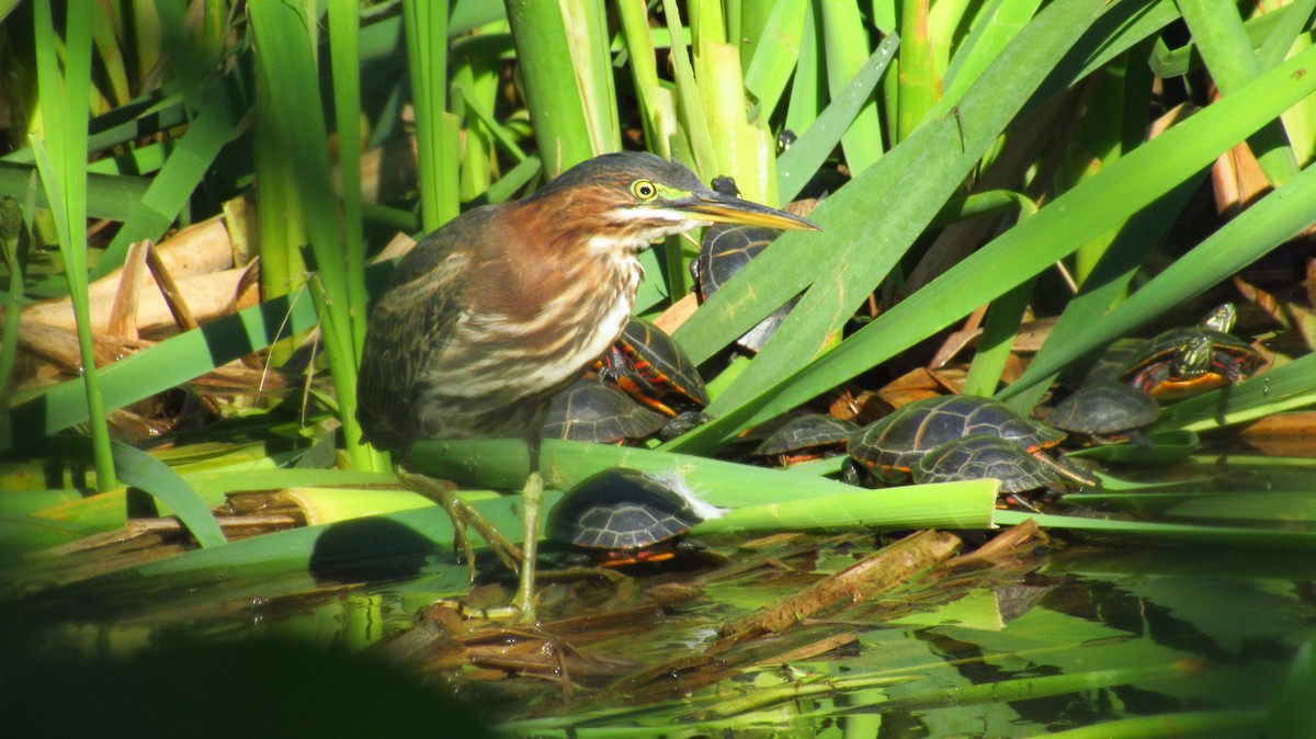 Green Heron - Eric Walther