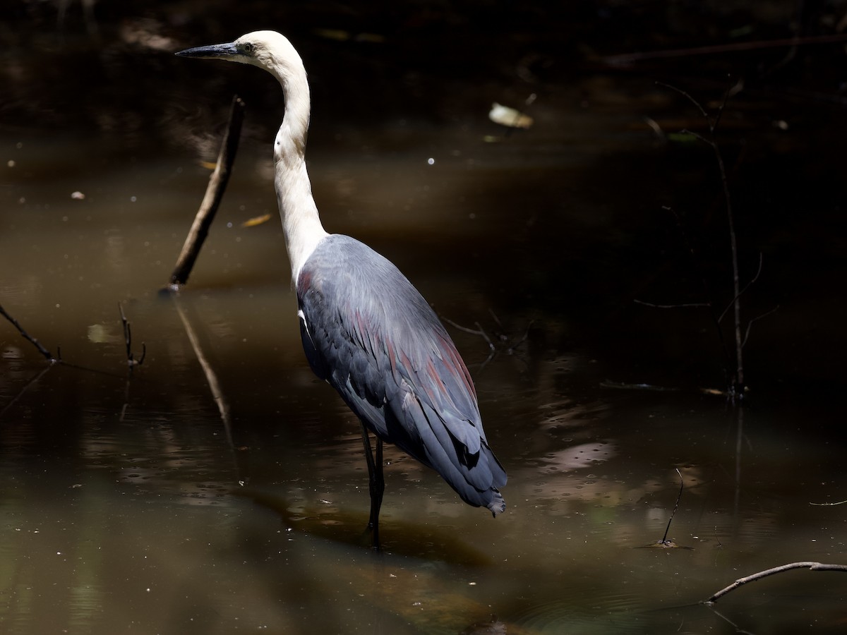 hvithodehegre - ML648351517