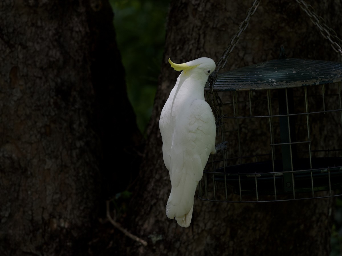 gultoppkakadu - ML648351524
