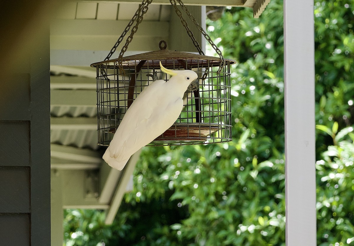 gultoppkakadu - ML648351525