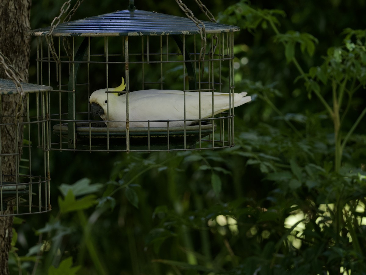 gultoppkakadu - ML648351526