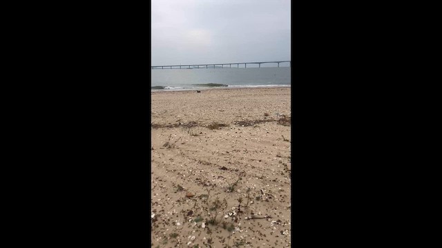 Great Cormorant (Eurasian) - ML648351536