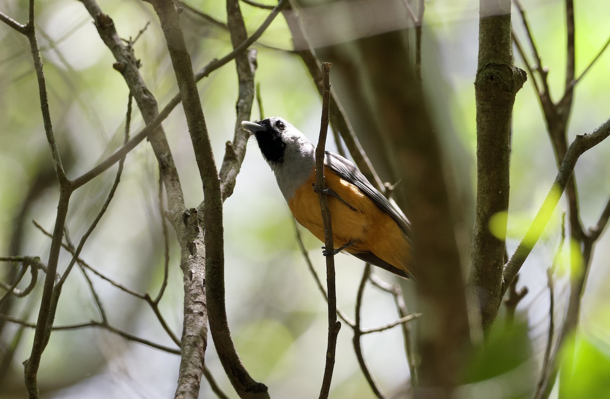 svartmaskemonark - ML648351539