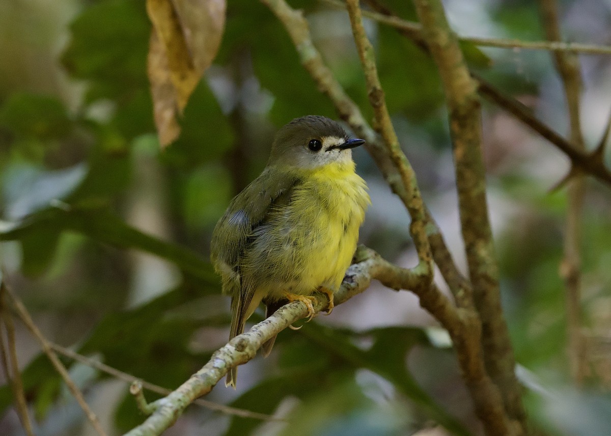 tøyleflueskvett - ML648351549