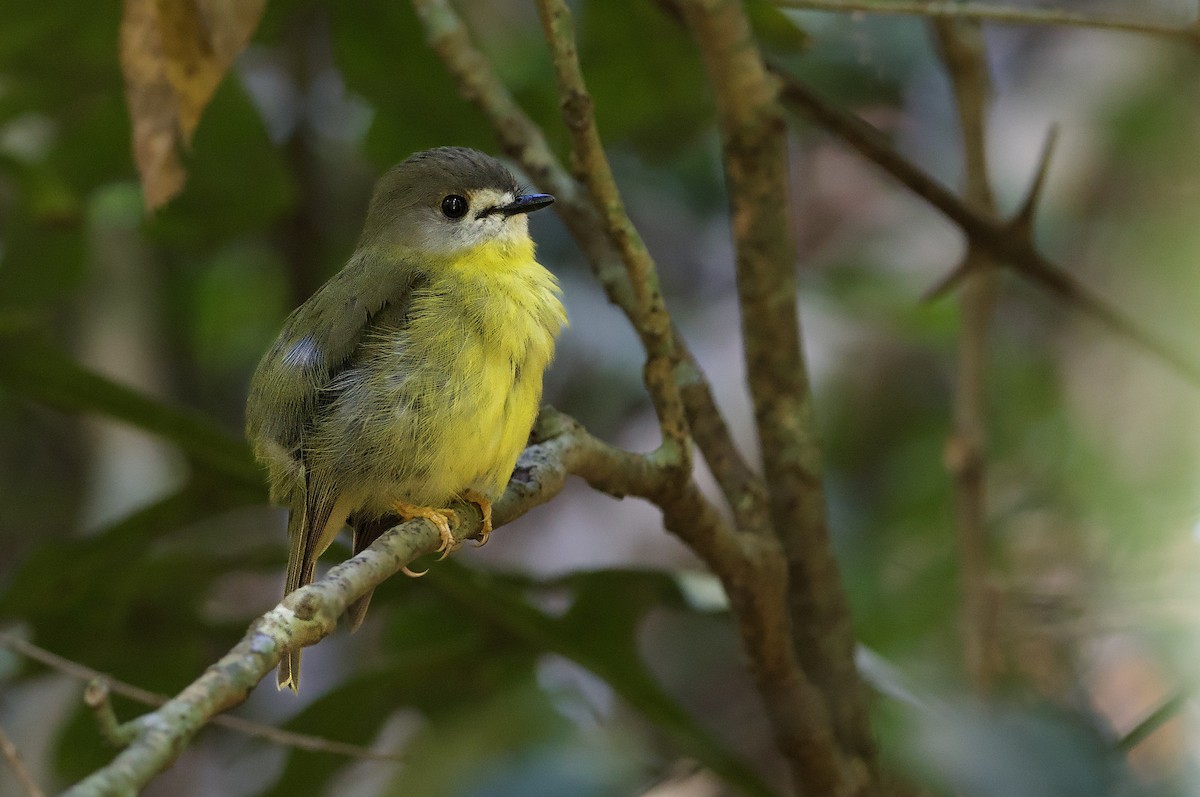 tøyleflueskvett - ML648351550