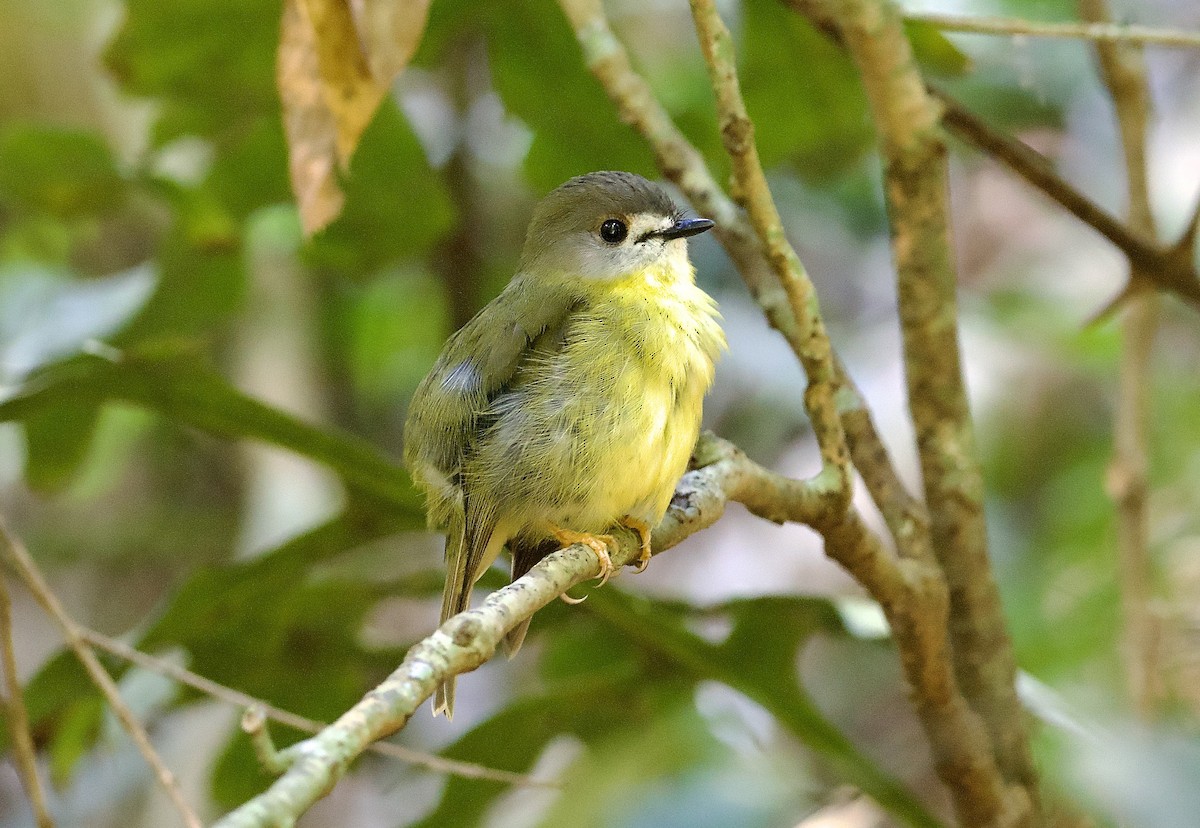 tøyleflueskvett - ML648351551