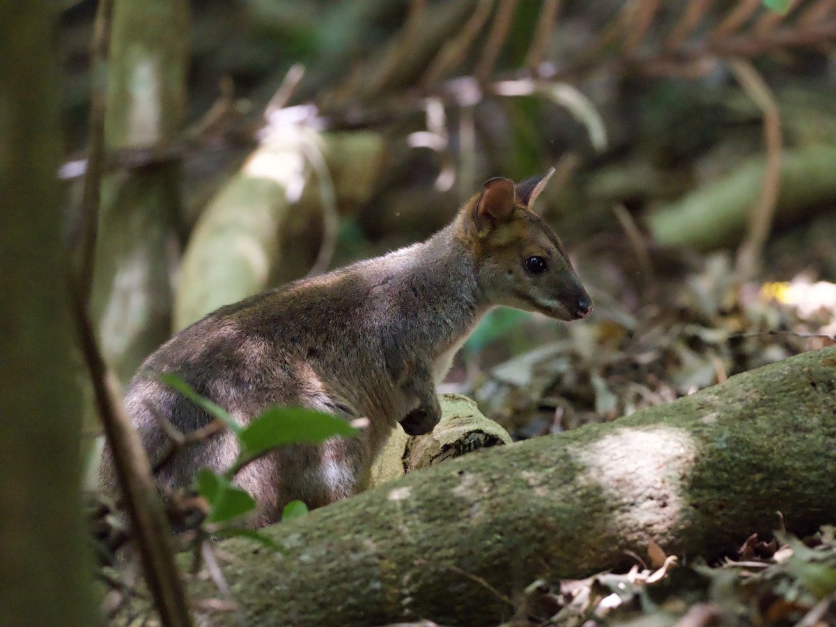 Red-legged Pademelon - ML648351562