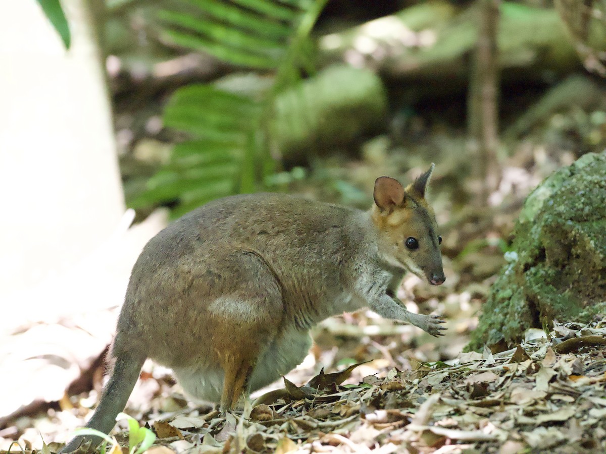 Red-legged Pademelon - ML648351563
