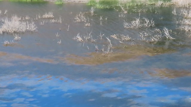 アメリカオシ - ML648352377