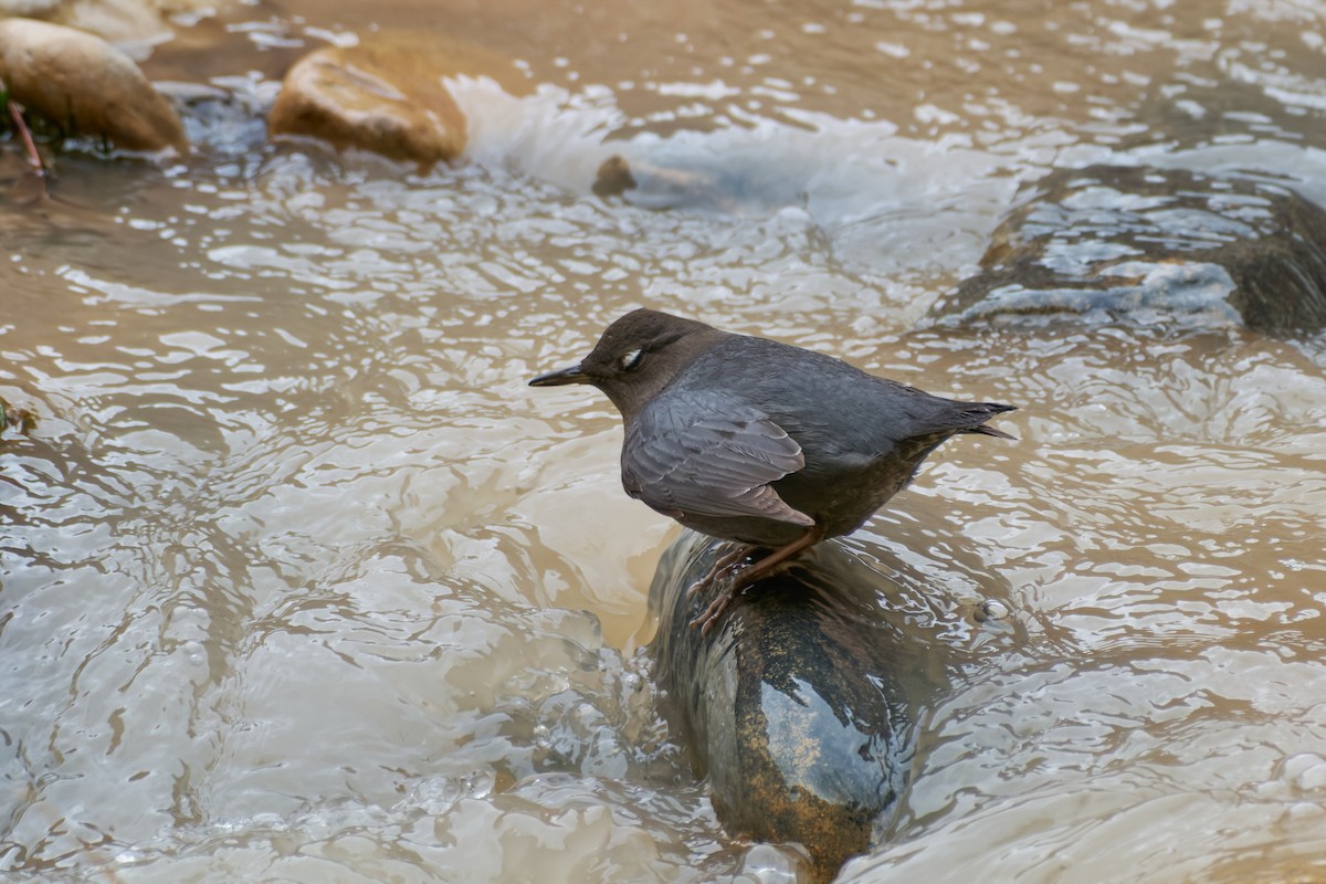 American Dipper - ML648352630