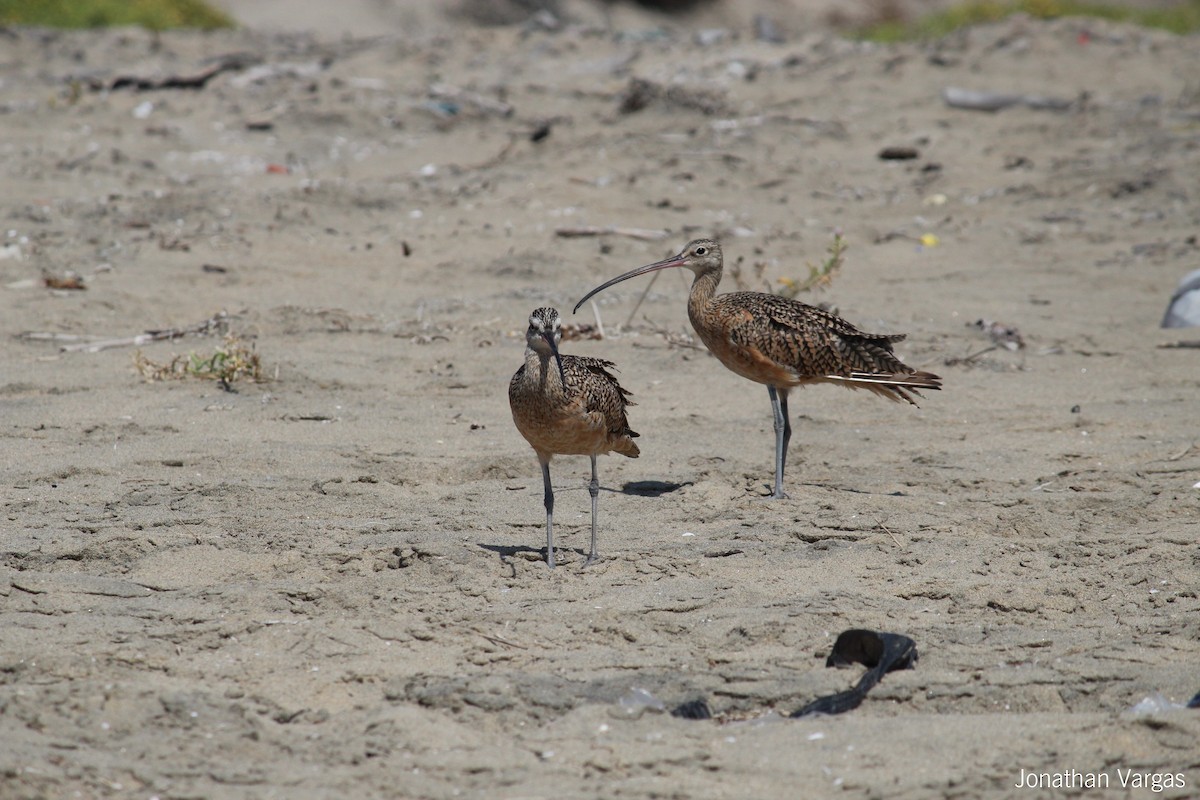 Long-billed Curlew - ML64835301